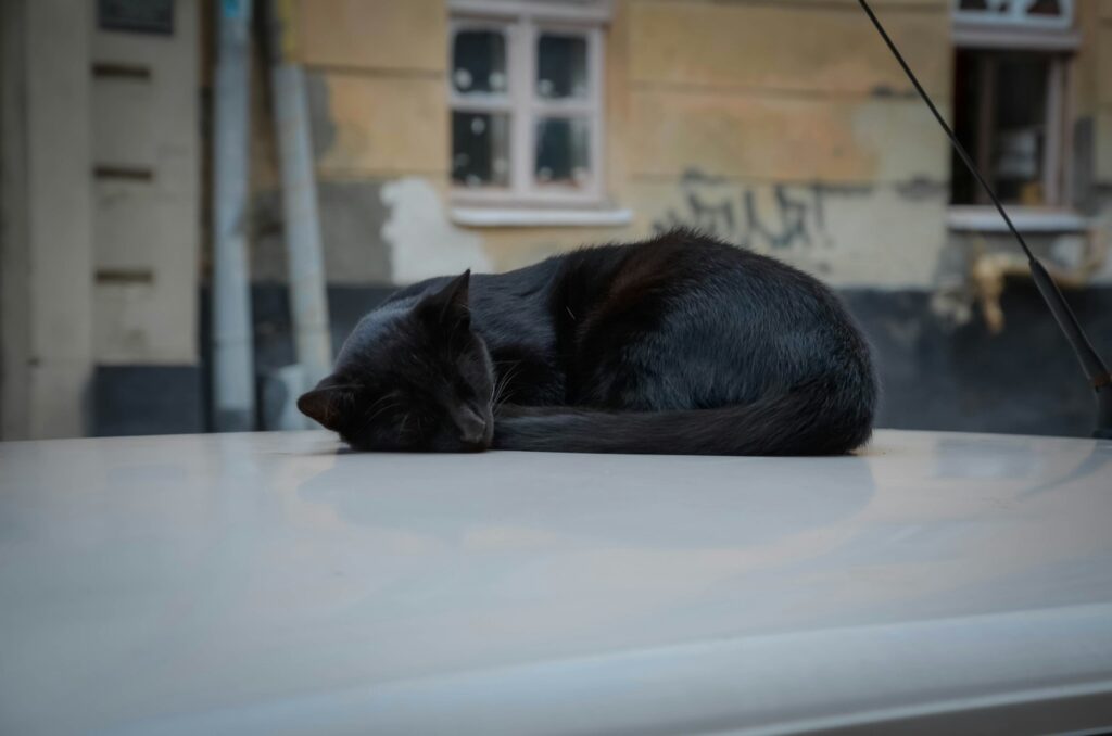 black cat lying on white table