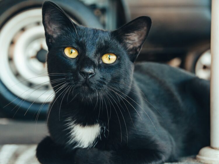 a black cat with yellow eyes laying on the ground