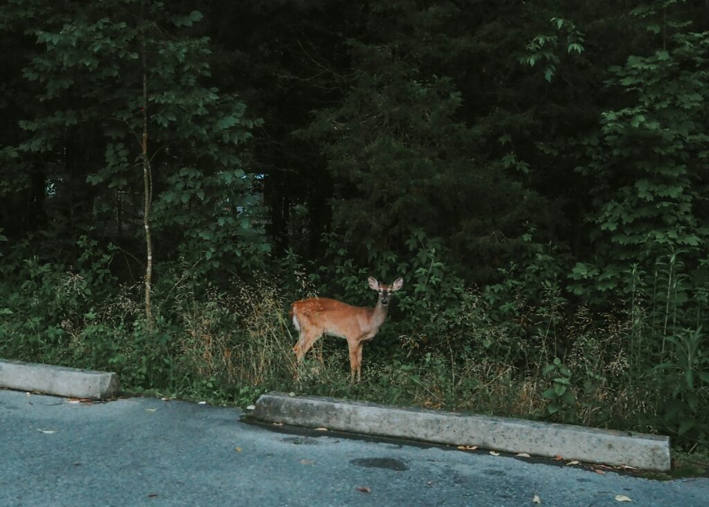a deer standing on the side of a road