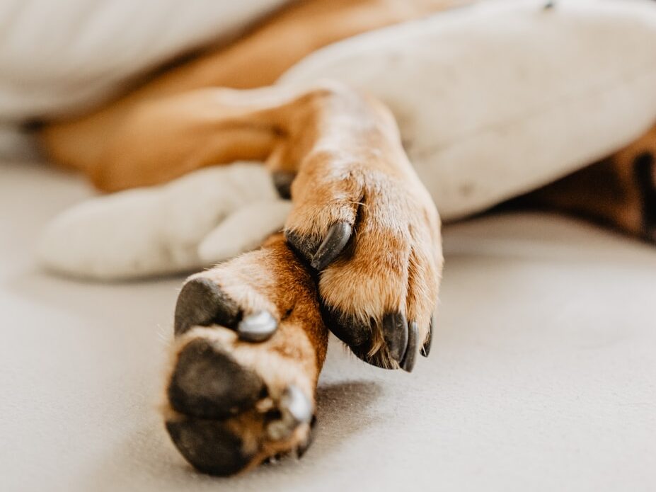 dog's paws