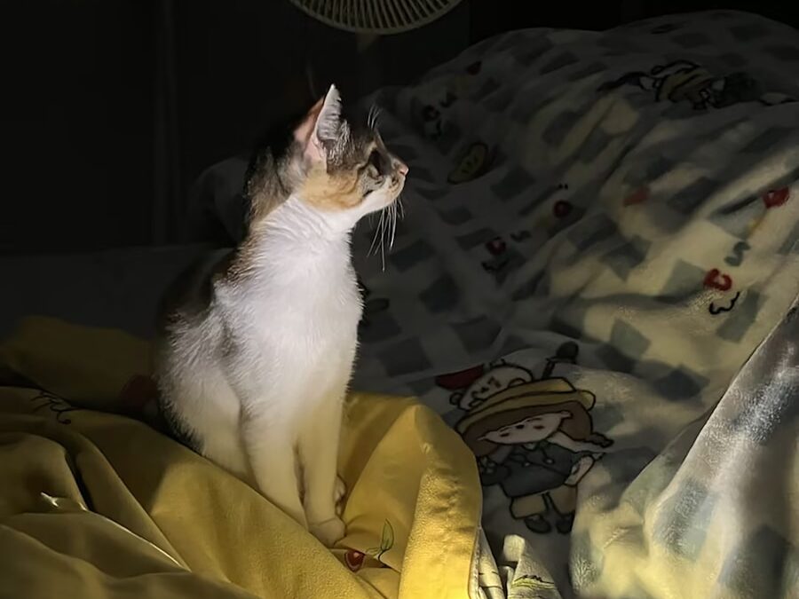A cat sitting on top of a bed next to a fan