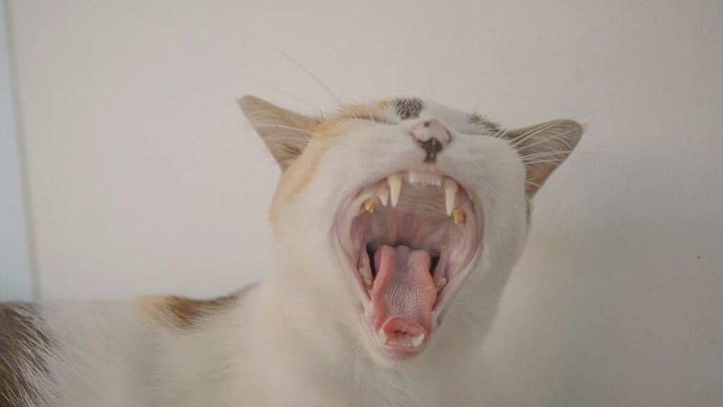 The cat is yawning wide open.