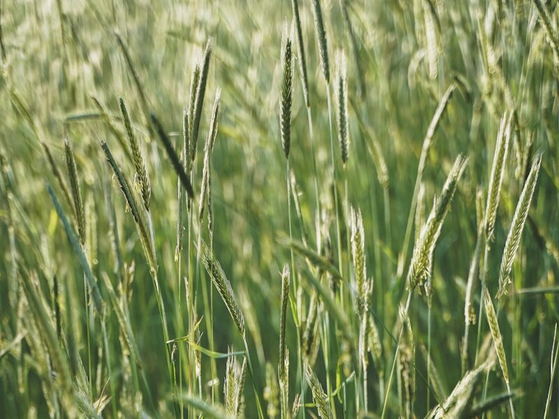 a close up of a field of tall grass