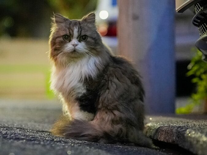 a cat sitting on the side of the road