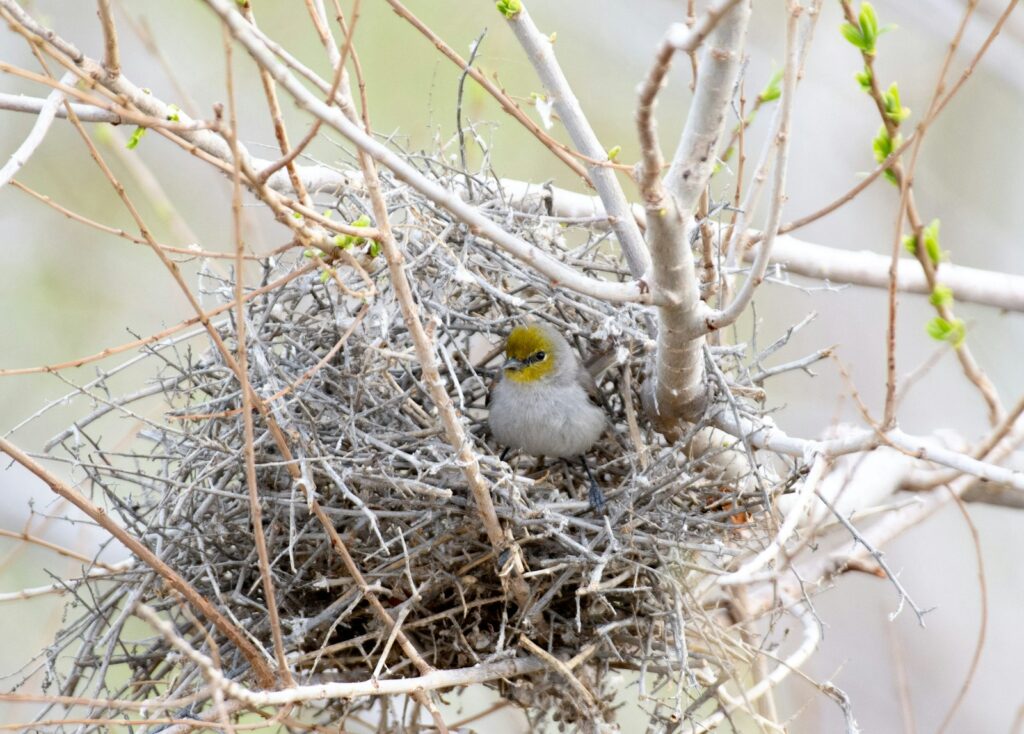 a bird is sitting in a nest in a tree