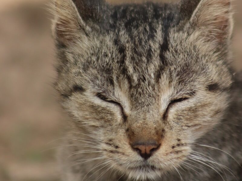 A close up of a cat with its eyes closed