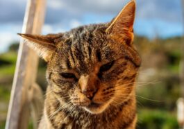 a close up of a cat sitting on a step
