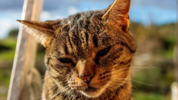 a close up of a cat sitting on a step