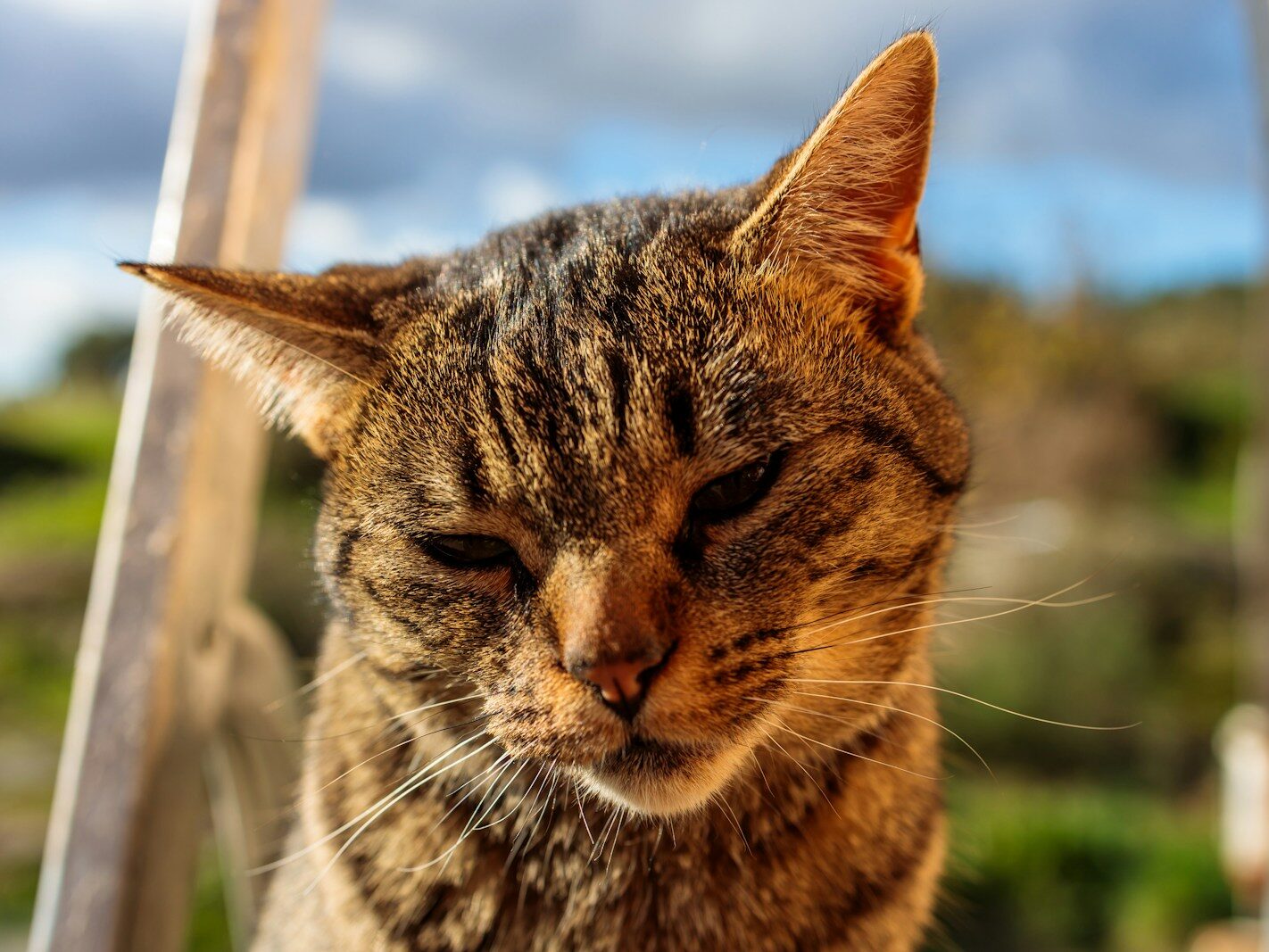 a close up of a cat sitting on a step