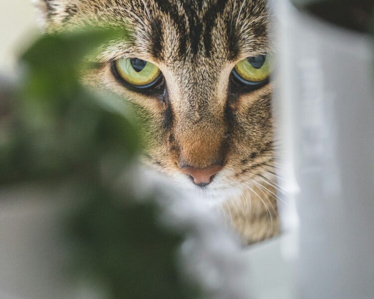 brown tabby cat in close up photography
