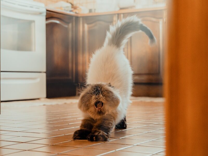 a cat that is standing on a tile floor