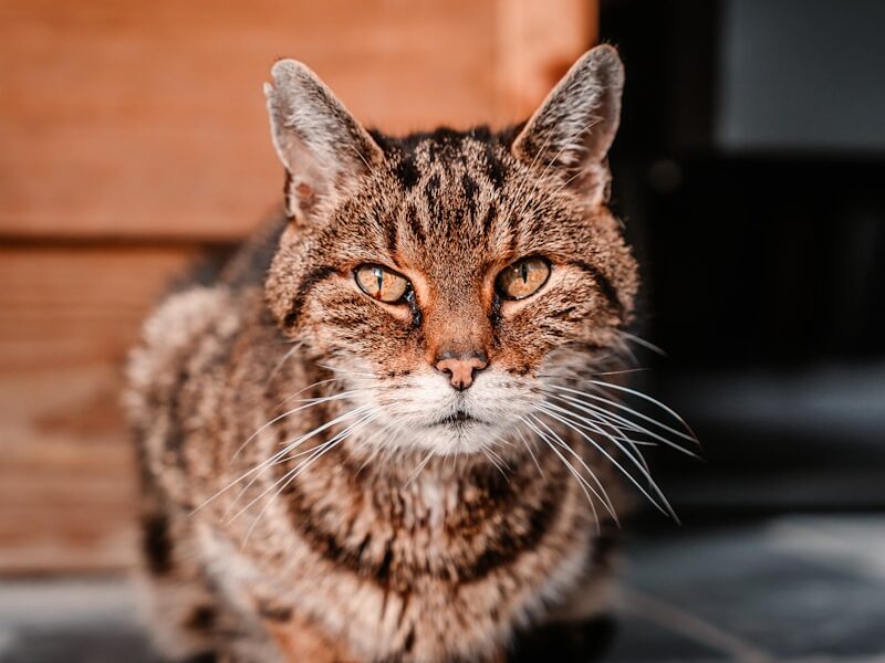 brown tabby cat on black wooden table