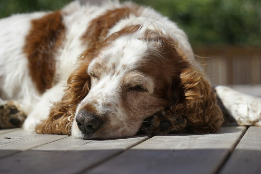 a dog sleeping on a bench
