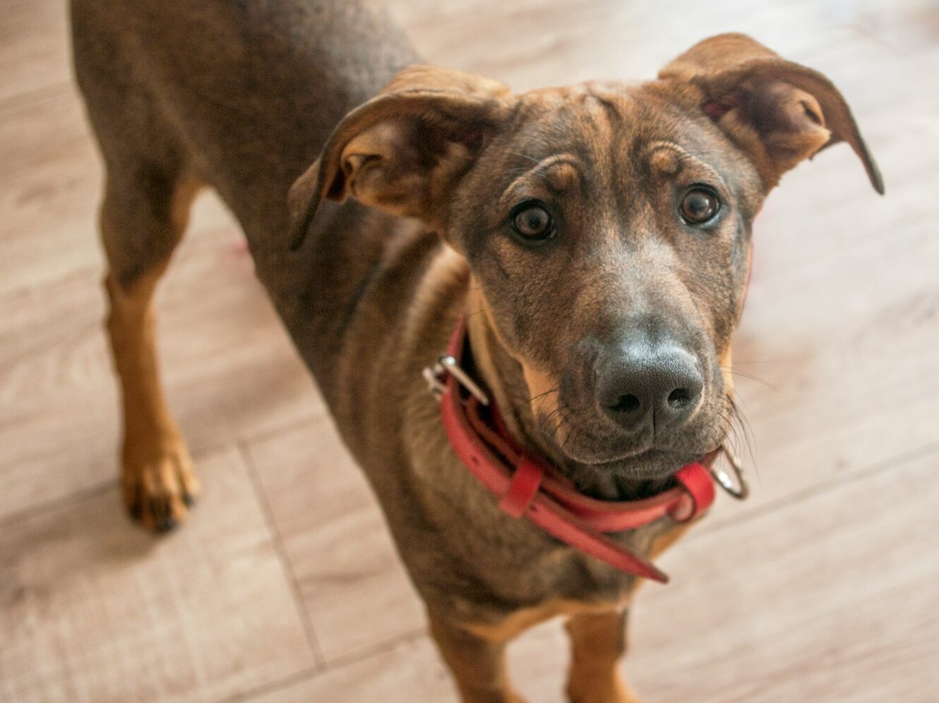 a brown dog standing on top of a wooden floor