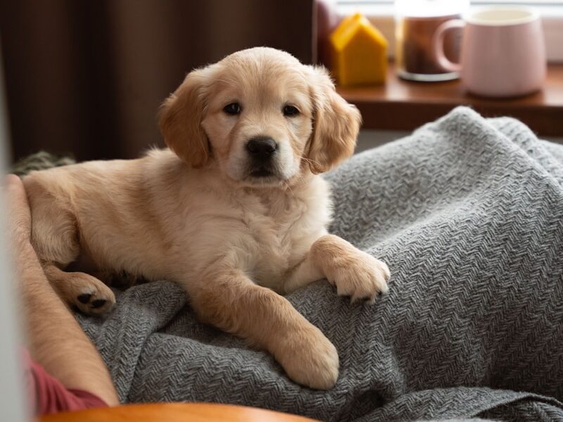 a brown dog laying on top of a chair next to a window
