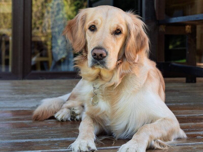 A golden retriever rests on a wooden deck.
