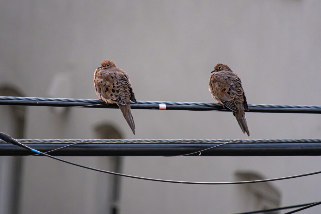 Two mourning doves perched on a wire.