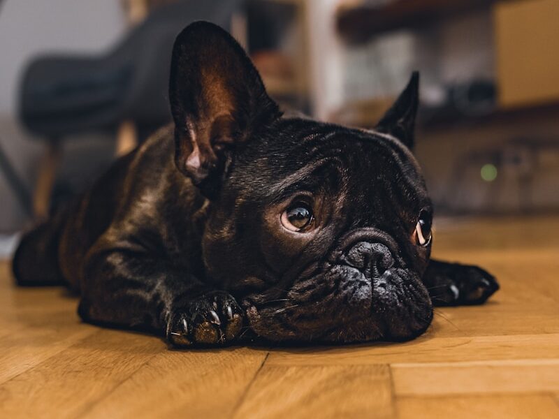 a black dog lying on a wood floor