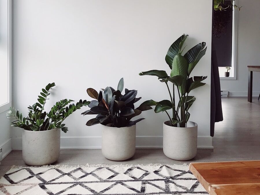 three green-leafed plants