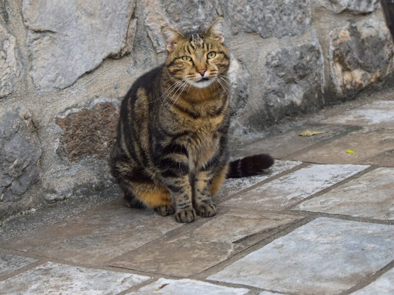 a cat sitting on a stone ledge