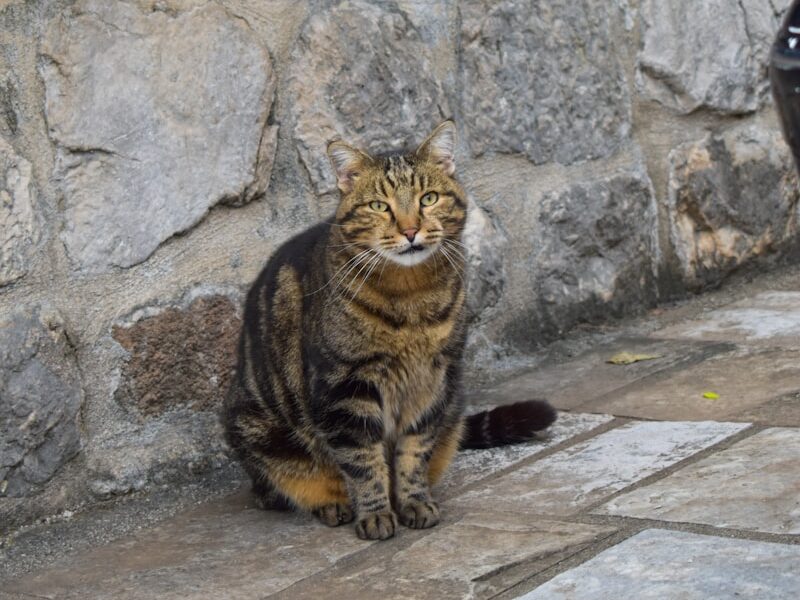 a cat sitting on a stone ledge
