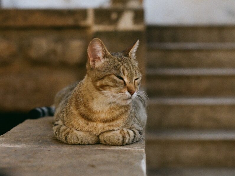 a cat sitting on a ledge in front of a building