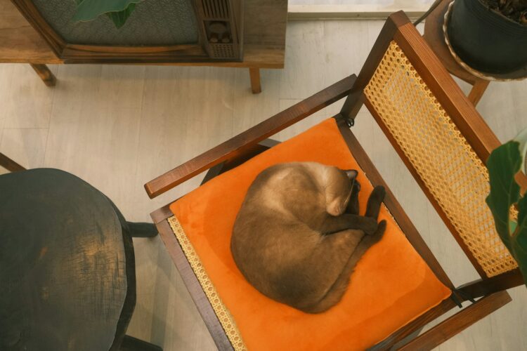 A cat is curled up on a chair