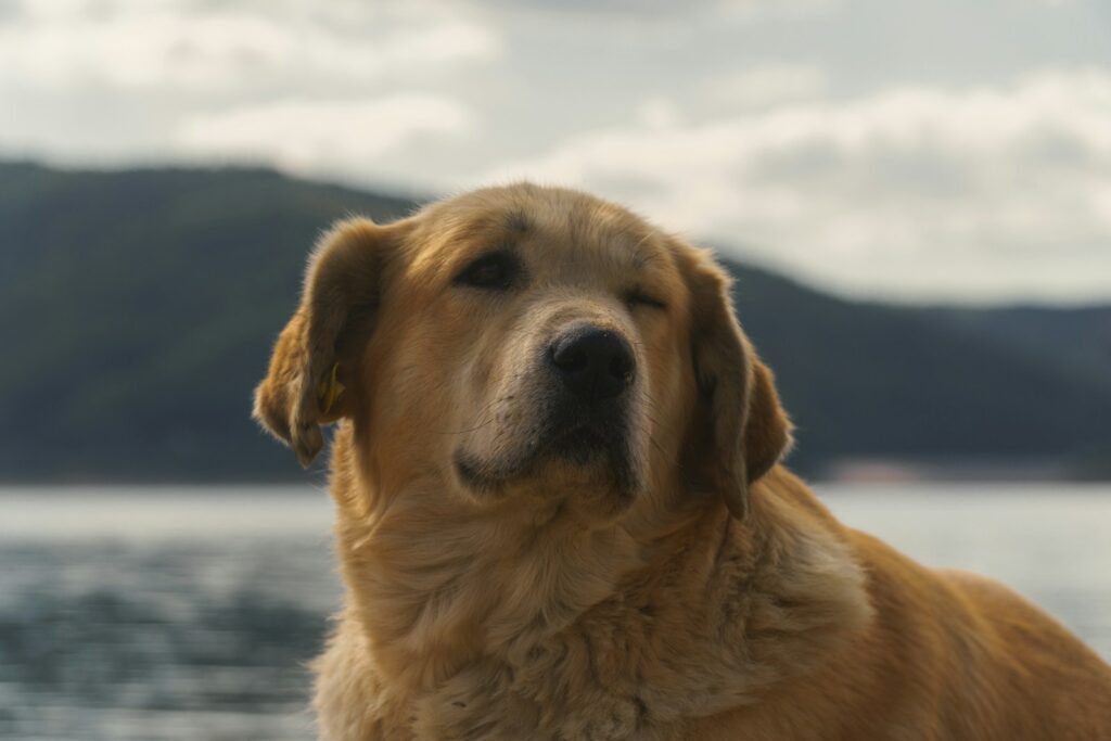 A golden retriever sits by the water outdoors.