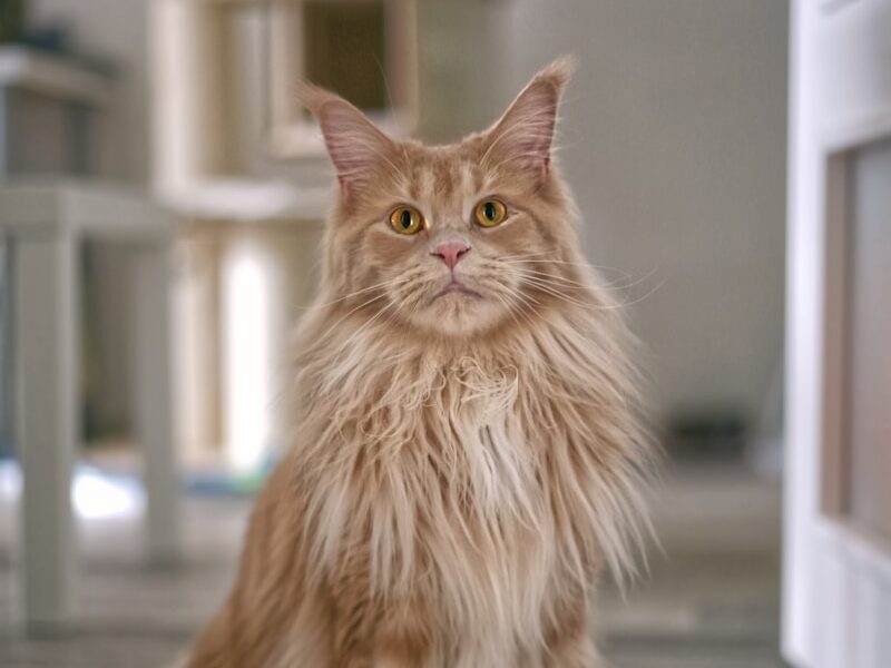 orange tabby cat on gray floor