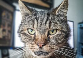 silver tabby cat on brown surface