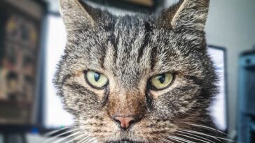 silver tabby cat on brown surface