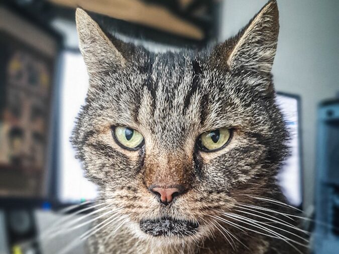 silver tabby cat on brown surface