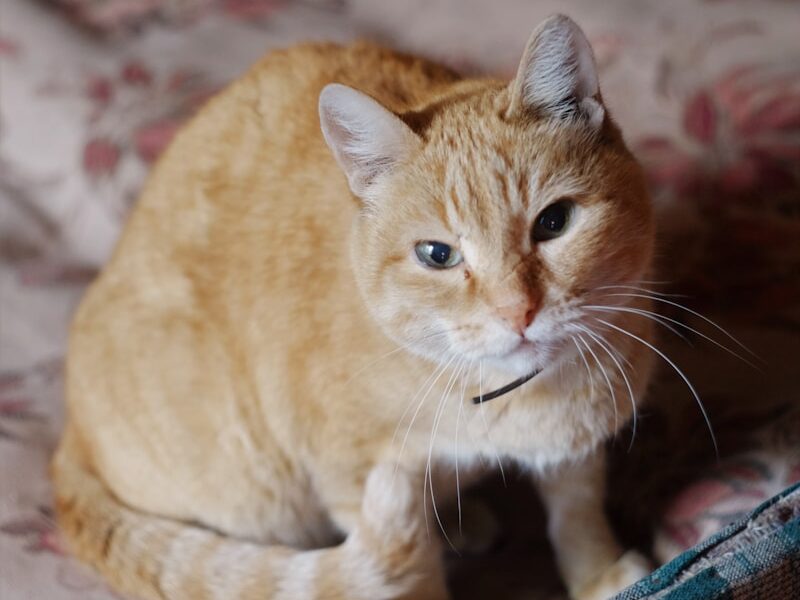 orange tabby cat on white and red floral textile