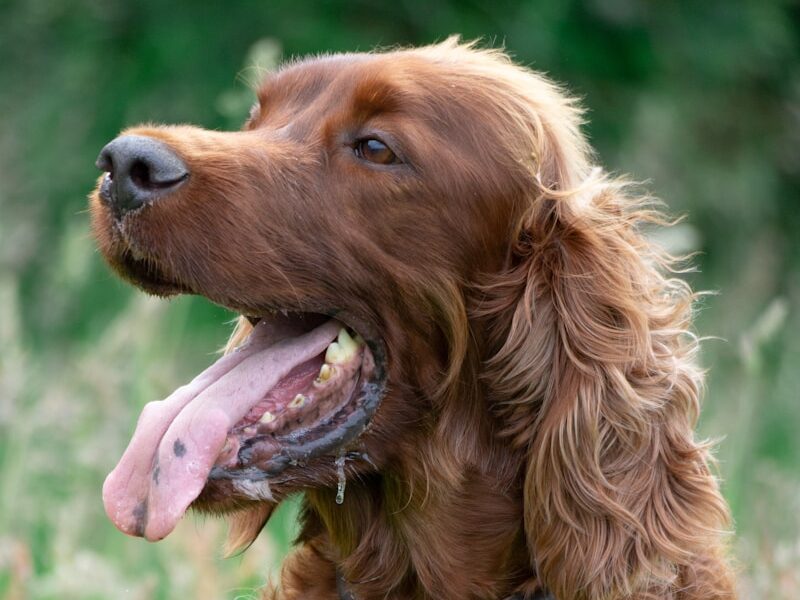 brown long coat medium dog