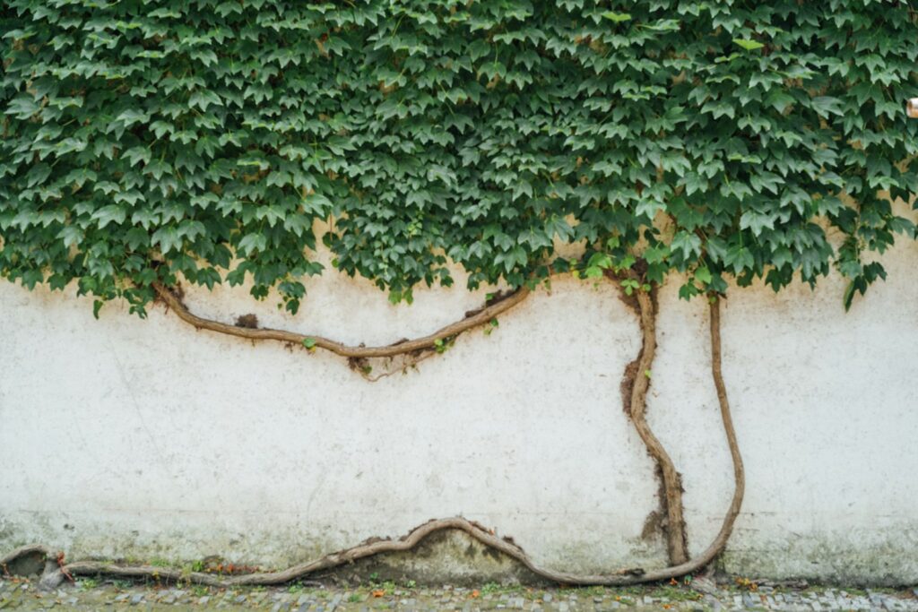 green plant on white wall