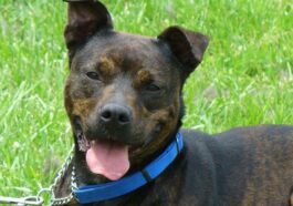 pit bull, mixed breed, brindle, dog, pet, animal, breed, nature, canine, terrier, companion, pit, cute, pitbull, alert, female