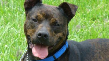 pit bull, mixed breed, brindle, dog, pet, animal, breed, nature, canine, terrier, companion, pit, cute, pitbull, alert, female