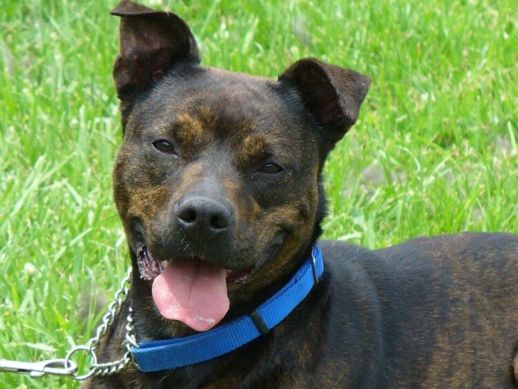 pit bull, mixed breed, brindle, dog, pet, animal, breed, nature, canine, terrier, companion, pit, cute, pitbull, alert, female