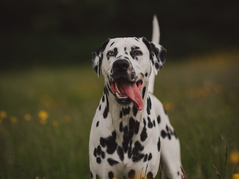 black and white dalmatian dog on green grass field during daytime