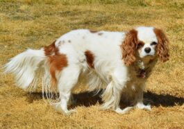 dog, cavalier king charles, nature, spaniel, pet, canine, animal, portrait, companion, purebred, adorable, doggy, obedient, looking, brown, white, cute, breed, domestic, obedience, brown king