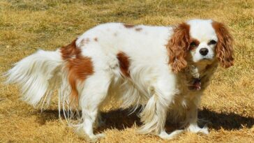 dog, cavalier king charles, nature, spaniel, pet, canine, animal, portrait, companion, purebred, adorable, doggy, obedient, looking, brown, white, cute, breed, domestic, obedience, brown king