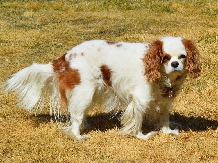 dog, cavalier king charles, nature, spaniel, pet, canine, animal, portrait, companion, purebred, adorable, doggy, obedient, looking, brown, white, cute, breed, domestic, obedience, brown king