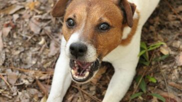 animal, cute, dog, mammal, little, jack, russell, terrier, bark, puppy, adorable, canine, purebred, doggy, face, sweet, pedigreed, pet