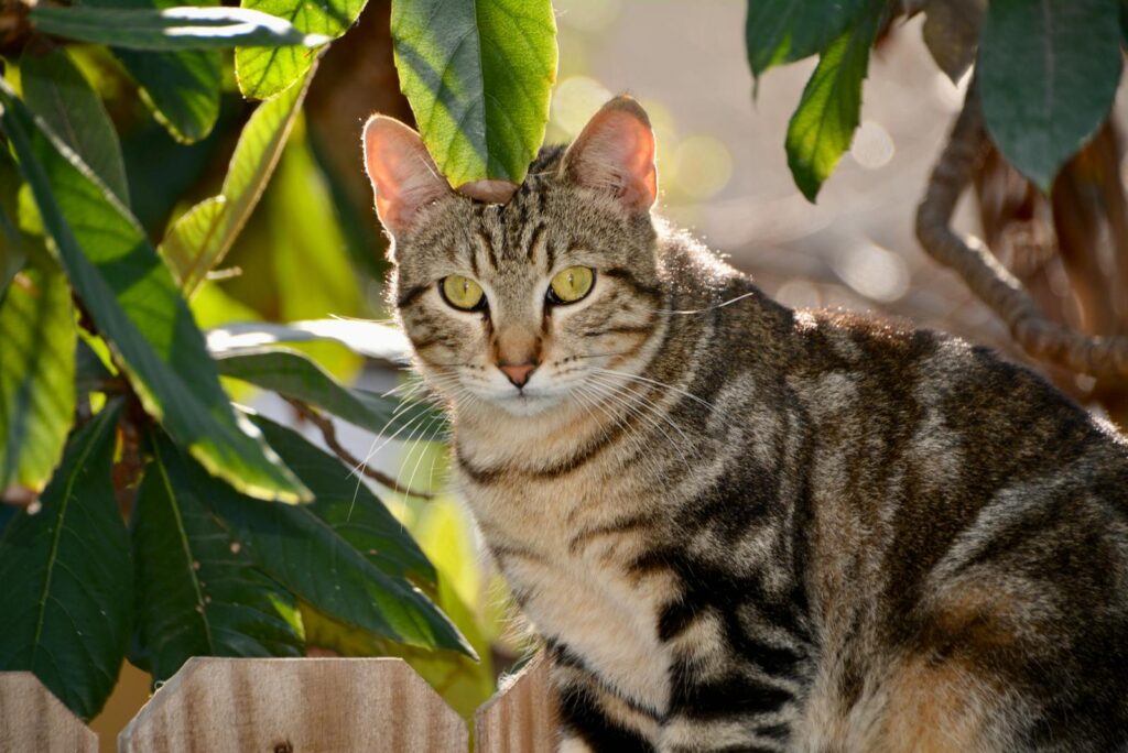 Free stock photo of adorable cat