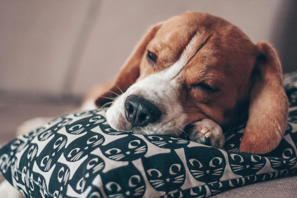 A cute beagle puppy peacefully sleeping on a decorative pillow with cat patterns.