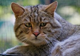 cat, wild, sad, pet, lying, animal, beast, mammal, nature, good