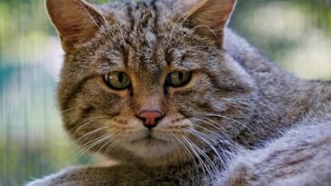 cat, wild, sad, pet, lying, animal, beast, mammal, nature, good