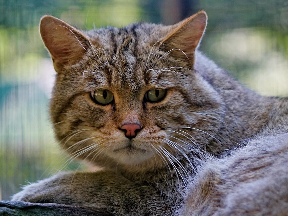 cat, wild, sad, pet, lying, animal, beast, mammal, nature, good