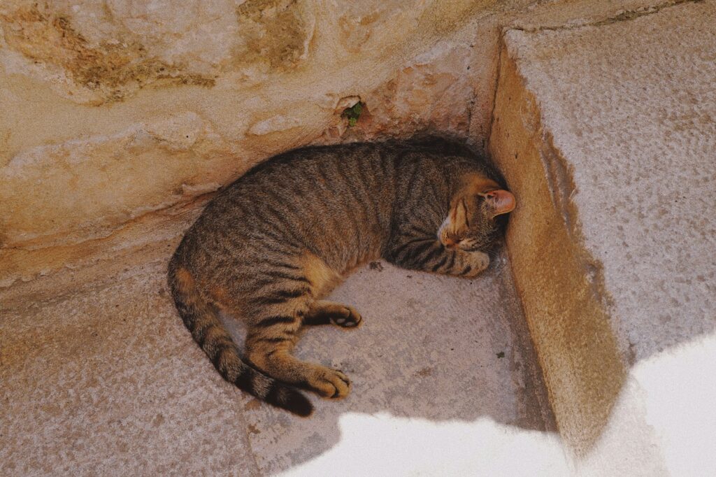 brown tabby cat lying on floor