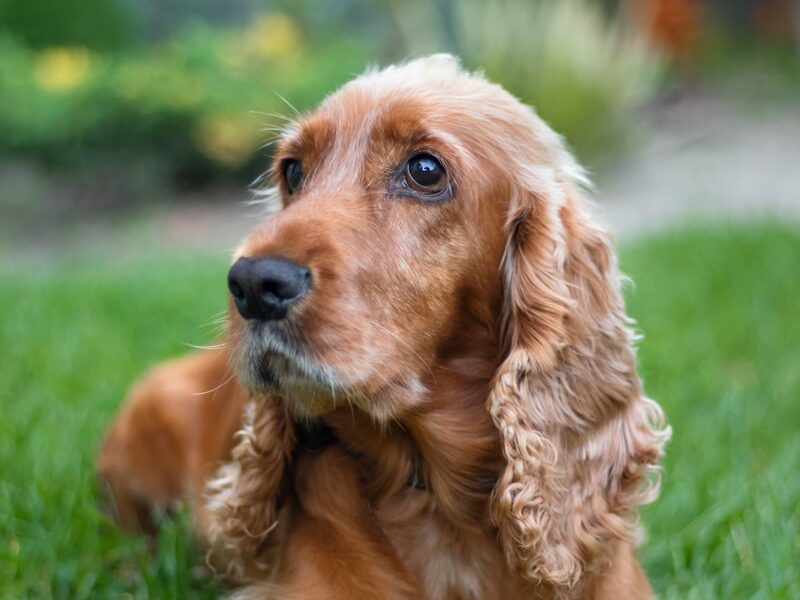 brown long coated dog on green grass field during daytime